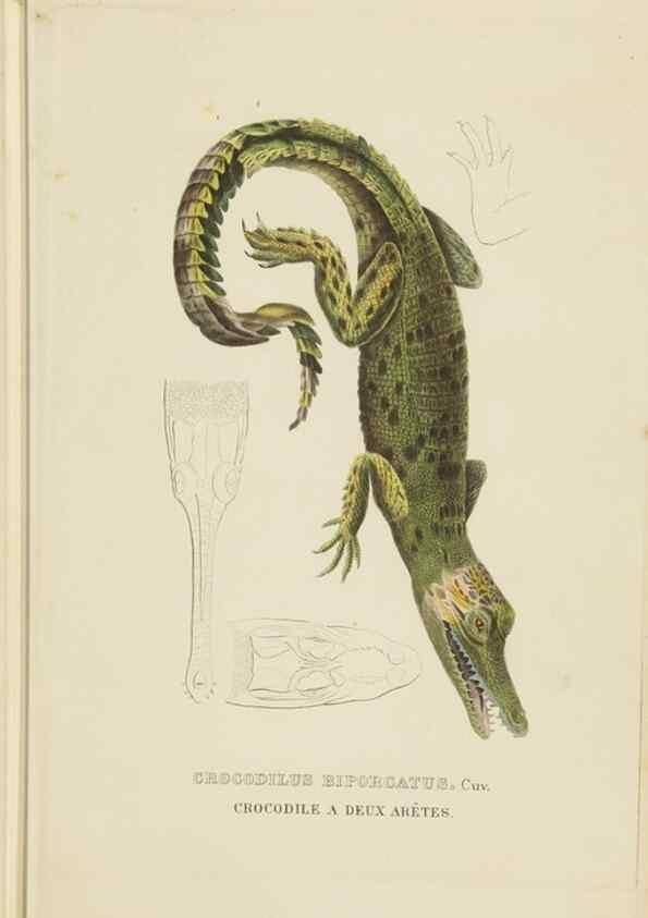 Reproducción/Reproduction 9371201702: Dictionnaire classique des sciences naturelles :. Brussels :Meline, Cans et Ce.,1853.