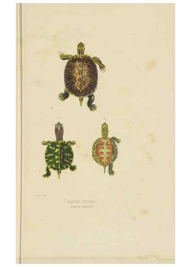Reproducción/Reproduction 9371200910: Dictionnaire classique des sciences naturelles :. Brussels :Meline, Cans et Ce.,1853.