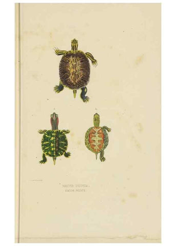 Reproducción/Reproduction 9371200910: Dictionnaire classique des sciences naturelles :. Brussels :Meline, Cans et Ce.,1853.