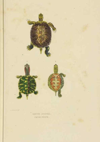 Reproducción/Reproduction 9371200910: Dictionnaire classique des sciences naturelles :. Brussels :Meline, Cans et Ce.,1853.