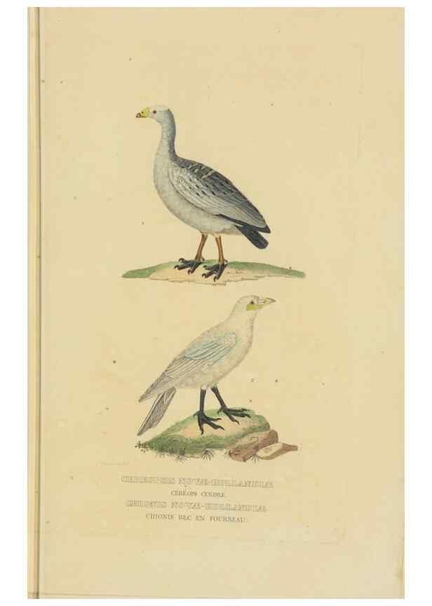 Reproducción/Reproduction 9368421171: Dictionnaire classique des sciences naturelles :. Brussels :Meline, Cans et Ce.,1853.