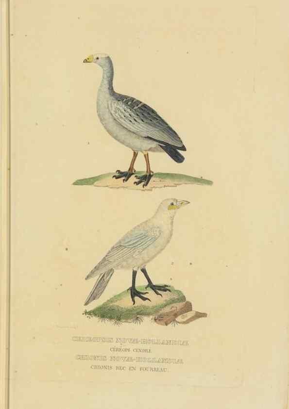 Reproducción/Reproduction 9368421171: Dictionnaire classique des sciences naturelles :. Brussels :Meline, Cans et Ce.,1853.