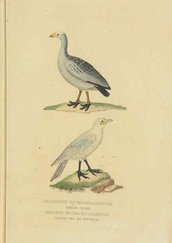 Reproducción/Reproduction 9368421171: Dictionnaire classique des sciences naturelles :. Brussels :Meline, Cans et Ce.,1853.
