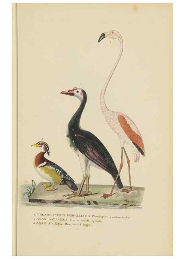 Reproducción/Reproduction 9371199054: Dictionnaire classique des sciences naturelles :. Brussels :Meline, Cans et Ce.,1853.