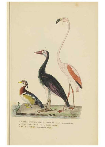 Reproducción/Reproduction 9371199054: Dictionnaire classique des sciences naturelles :. Brussels :Meline, Cans et Ce.,1853.