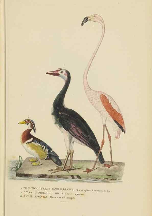 Reproducción/Reproduction 9371199054: Dictionnaire classique des sciences naturelles :. Brussels :Meline, Cans et Ce.,1853.