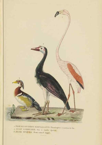 Reproducción/Reproduction 9371199054: Dictionnaire classique des sciences naturelles :. Brussels :Meline, Cans et Ce.,1853.