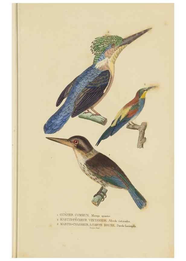 Reproducción/Reproduction 9368405255: Dictionnaire classique des sciences naturelles :. Brussels :Meline, Cans et Ce.,1853.