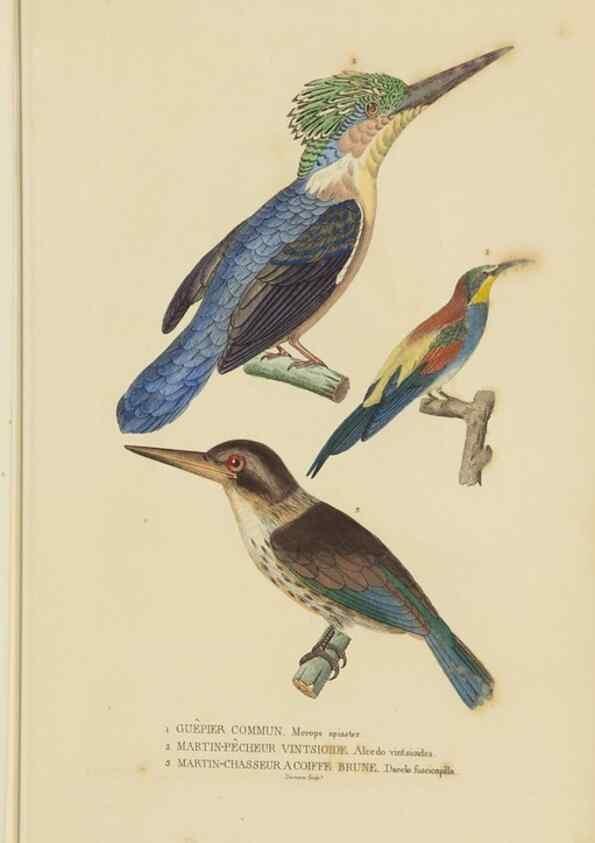 Reproducción/Reproduction 9368405255: Dictionnaire classique des sciences naturelles :. Brussels :Meline, Cans et Ce.,1853.