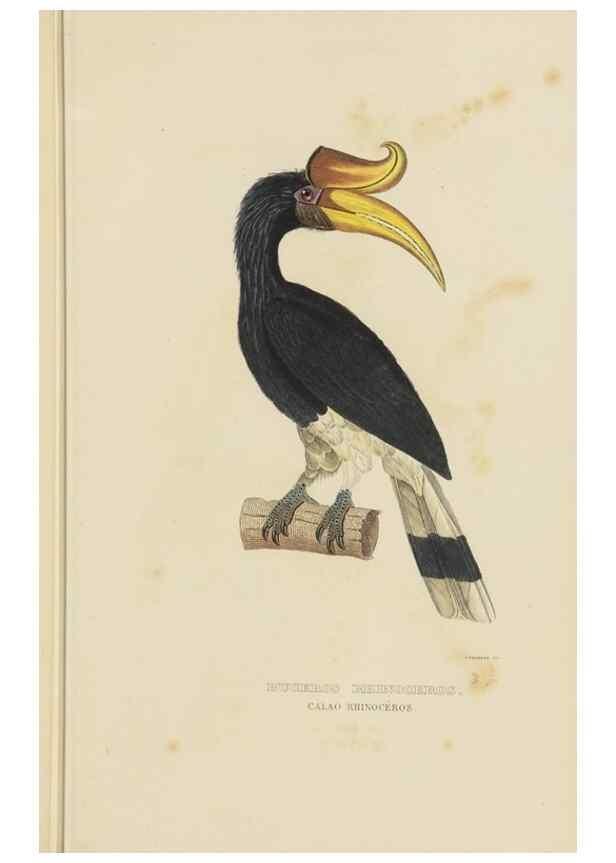 Reproducción/Reproduction 9371184814: Dictionnaire classique des sciences naturelles :. Brussels :Meline, Cans et Ce.,1853.