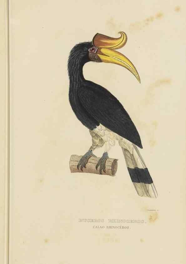 Reproducción/Reproduction 9371184814: Dictionnaire classique des sciences naturelles :. Brussels :Meline, Cans et Ce.,1853.