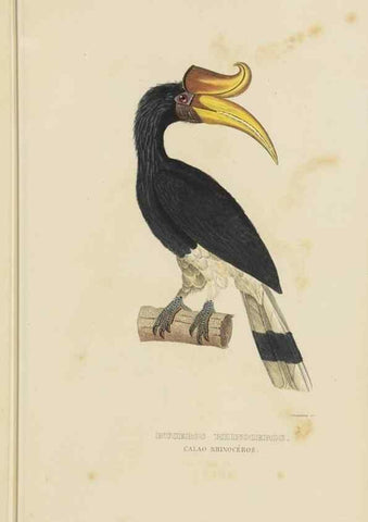 Reproducción/Reproduction 9371184814: Dictionnaire classique des sciences naturelles :. Brussels :Meline, Cans et Ce.,1853.