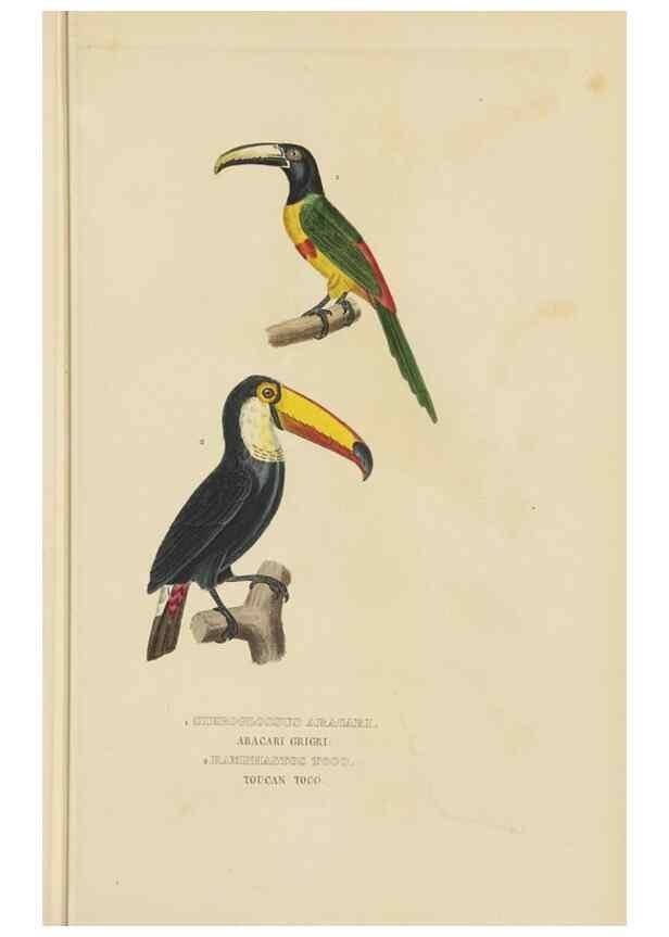 Reproducción/Reproduction 9371185644: Dictionnaire classique des sciences naturelles :. Brussels :Meline, Cans et Ce.,1853.