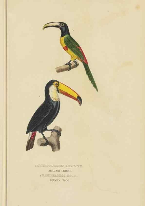 Reproducción/Reproduction 9371185644: Dictionnaire classique des sciences naturelles :. Brussels :Meline, Cans et Ce.,1853.