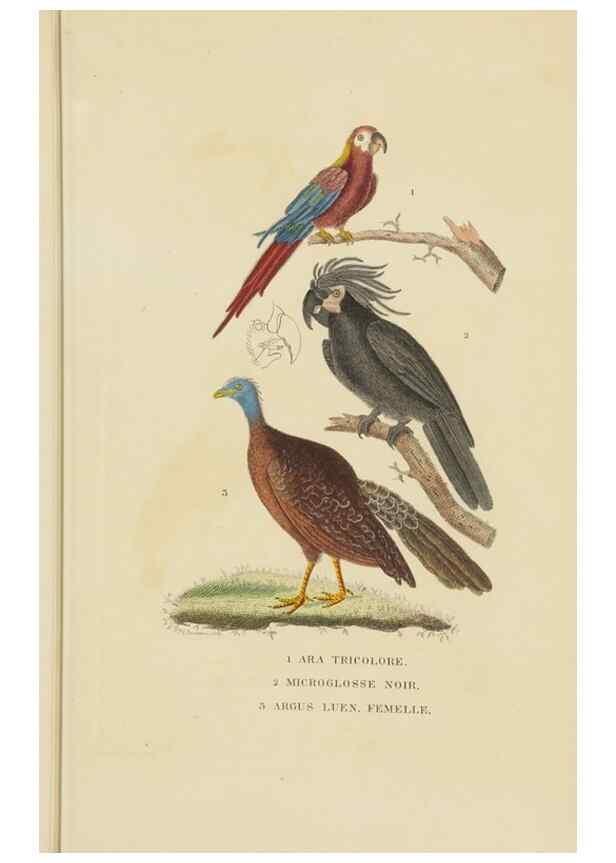 Reproducción/Reproduction 9371186448: Dictionnaire classique des sciences naturelles :. Brussels :Meline, Cans et Ce.,1853.