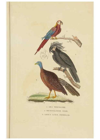Reproducción/Reproduction 9371186448: Dictionnaire classique des sciences naturelles :. Brussels :Meline, Cans et Ce.,1853.