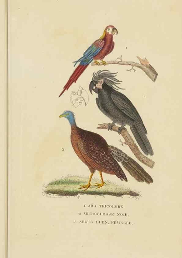Reproducción/Reproduction 9371186448: Dictionnaire classique des sciences naturelles :. Brussels :Meline, Cans et Ce.,1853.
