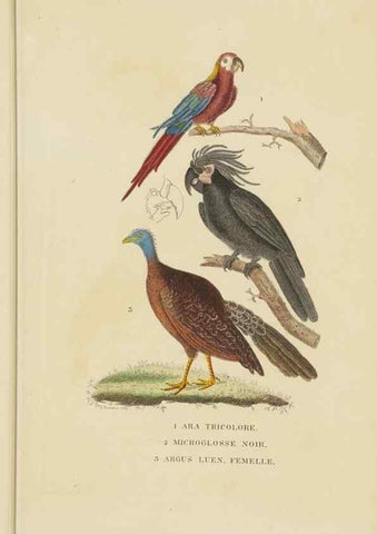 Reproducción/Reproduction 9371186448: Dictionnaire classique des sciences naturelles :. Brussels :Meline, Cans et Ce.,1853.