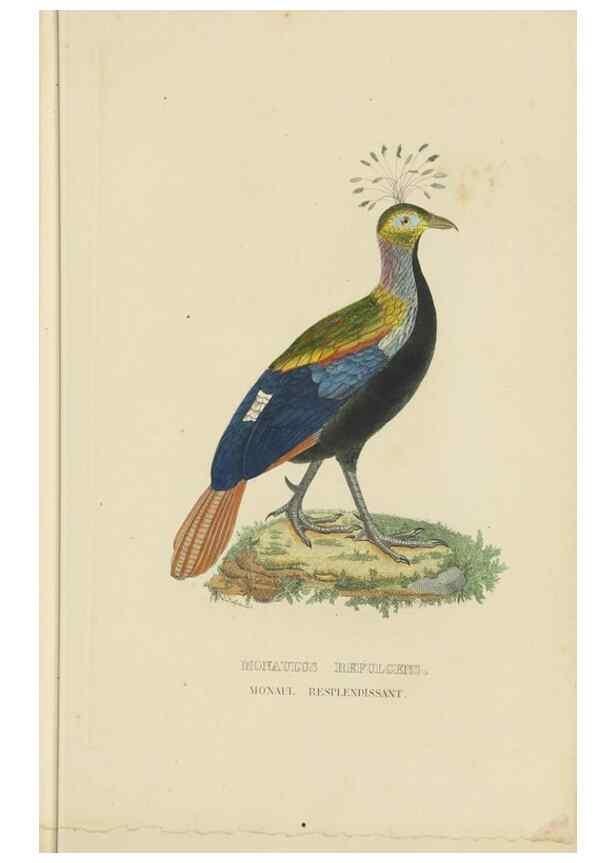 Reproducción/Reproduction 9368409399: Dictionnaire classique des sciences naturelles :. Brussels :Meline, Cans et Ce.,1853.