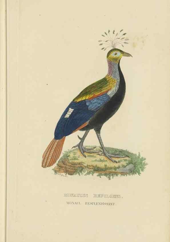 Reproducción/Reproduction 9368409399: Dictionnaire classique des sciences naturelles :. Brussels :Meline, Cans et Ce.,1853.