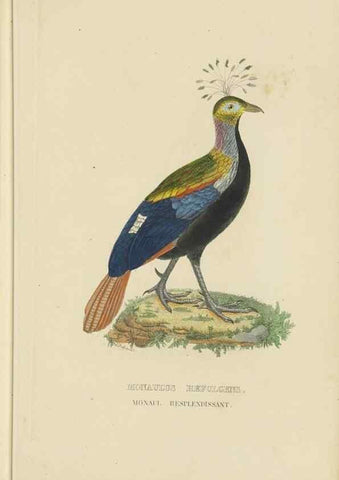 Reproducción/Reproduction 9368409399: Dictionnaire classique des sciences naturelles :. Brussels :Meline, Cans et Ce.,1853.