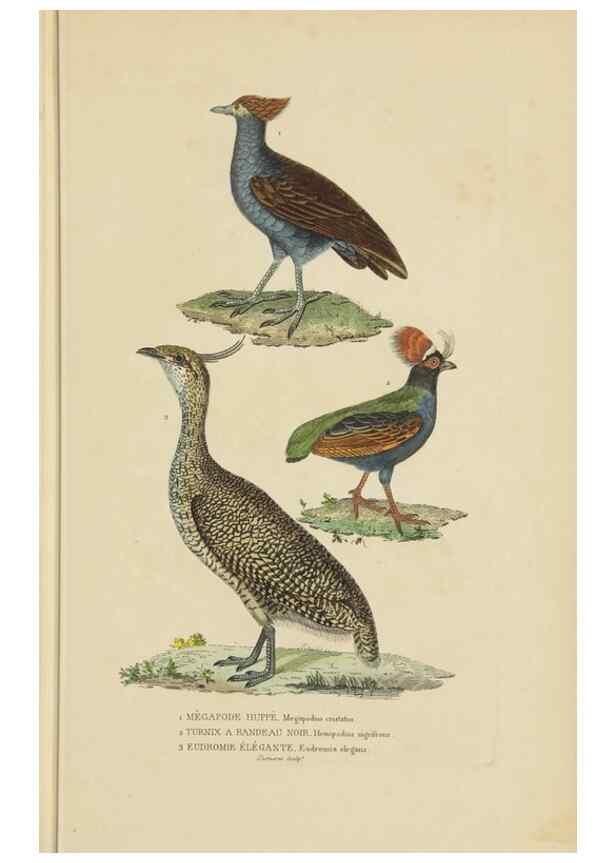 Reproducción/Reproduction 9368410483: Dictionnaire classique des sciences naturelles :. Brussels :Meline, Cans et Ce.,1853.