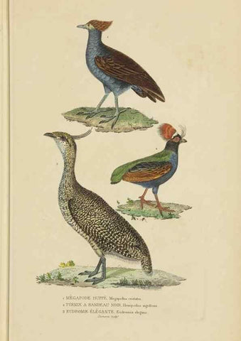 Reproducción/Reproduction 9368410483: Dictionnaire classique des sciences naturelles :. Brussels :Meline, Cans et Ce.,1853.