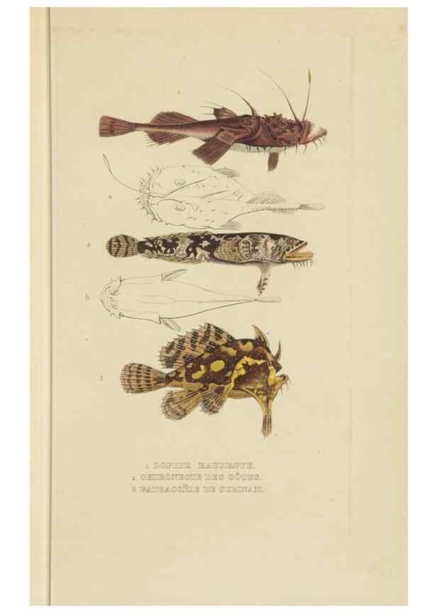 Reproducción/Reproduction 9368436569: Dictionnaire classique des sciences naturelles :. Brussels :Meline, Cans et Ce.,1853.