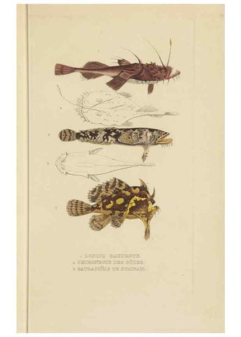 Reproducción/Reproduction 9368436569: Dictionnaire classique des sciences naturelles :. Brussels :Meline, Cans et Ce.,1853.