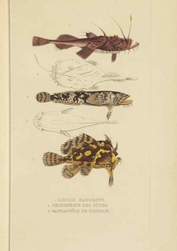 Reproducción/Reproduction 9368436569: Dictionnaire classique des sciences naturelles :. Brussels :Meline, Cans et Ce.,1853.
