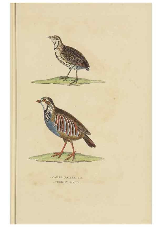 Reproducción/Reproduction 9371189986: Dictionnaire classique des sciences naturelles :. Brussels :Meline, Cans et Ce.,1853.