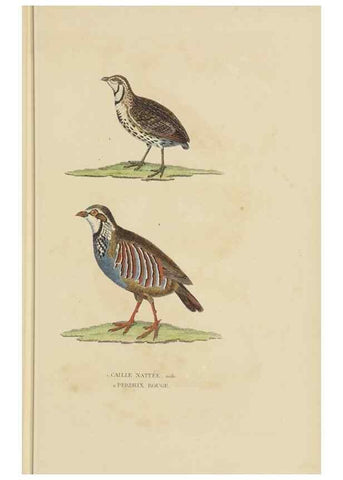 Reproducción/Reproduction 9371189986: Dictionnaire classique des sciences naturelles :. Brussels :Meline, Cans et Ce.,1853.