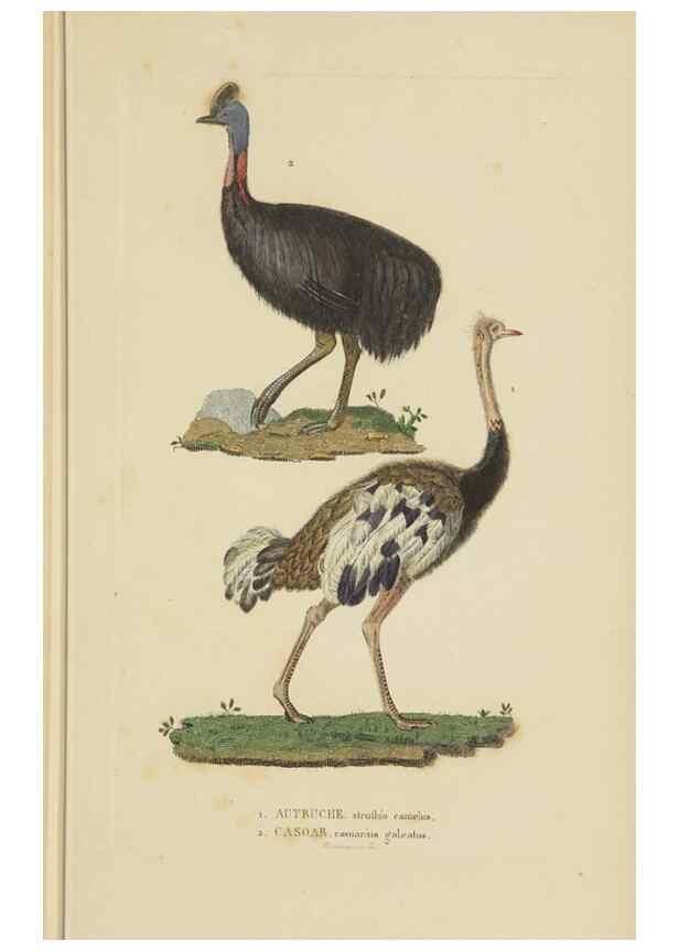 Reproducción/Reproduction 9368413577: Dictionnaire classique des sciences naturelles :. Brussels :Meline, Cans et Ce.,1853.