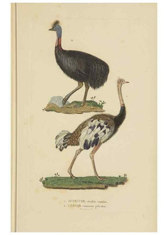 Reproducción/Reproduction 9368413577: Dictionnaire classique des sciences naturelles :. Brussels :Meline, Cans et Ce.,1853.