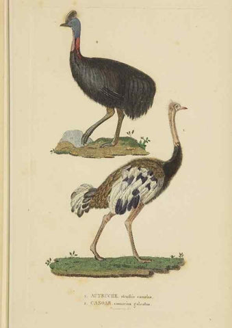 Reproducción/Reproduction 9368413577: Dictionnaire classique des sciences naturelles :. Brussels :Meline, Cans et Ce.,1853.