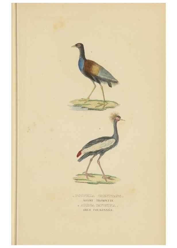 Reproducción/Reproduction 9371192924: Dictionnaire classique des sciences naturelles :. Brussels :Meline, Cans et Ce.,1853.