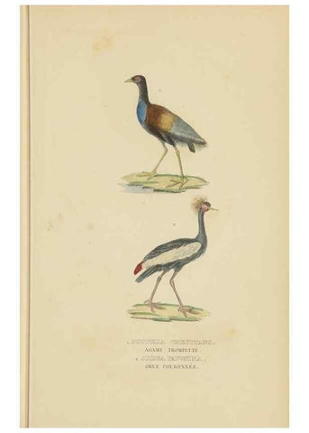 Reproducción/Reproduction 9371192924: Dictionnaire classique des sciences naturelles :. Brussels :Meline, Cans et Ce.,1853.