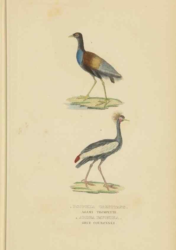 Reproducción/Reproduction 9371192924: Dictionnaire classique des sciences naturelles :. Brussels :Meline, Cans et Ce.,1853.