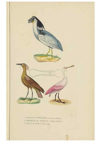 Reproducción/Reproduction 9368415267: Dictionnaire classique des sciences naturelles :. Brussels :Meline, Cans et Ce.,1853.