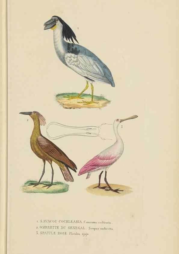 Reproducción/Reproduction 9368415267: Dictionnaire classique des sciences naturelles :. Brussels :Meline, Cans et Ce.,1853.