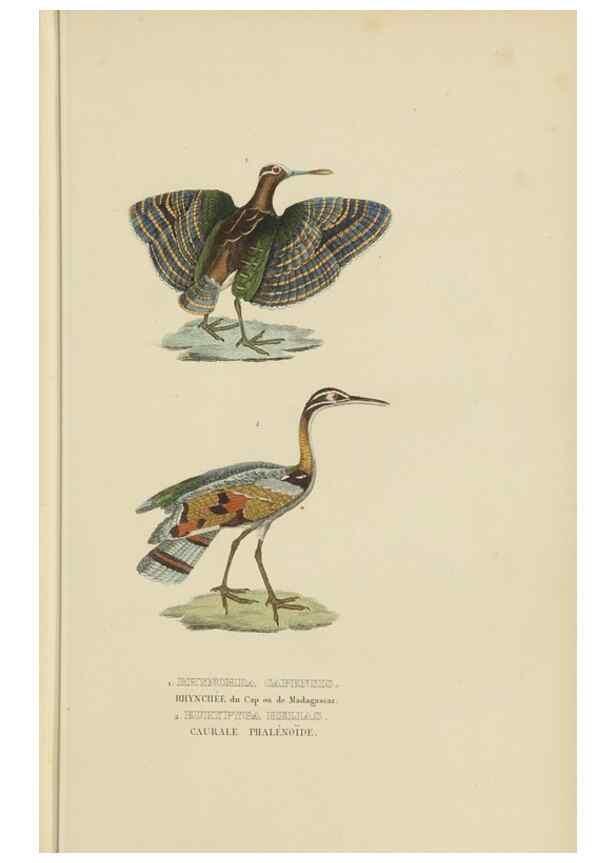Reproducción/Reproduction 9368416249: Dictionnaire classique des sciences naturelles :. Brussels :Meline, Cans et Ce.,1853.