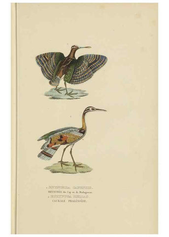 Reproducción/Reproduction 9368416249: Dictionnaire classique des sciences naturelles :. Brussels :Meline, Cans et Ce.,1853.