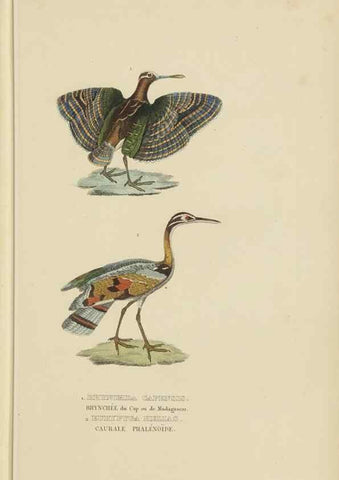 Reproducción/Reproduction 9368416249: Dictionnaire classique des sciences naturelles :. Brussels :Meline, Cans et Ce.,1853.