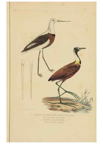 Reproducción/Reproduction 9368417131: Dictionnaire classique des sciences naturelles :. Brussels :Meline, Cans et Ce.,1853.