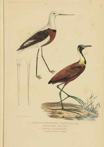Reproducción/Reproduction 9368417131: Dictionnaire classique des sciences naturelles :. Brussels :Meline, Cans et Ce.,1853.