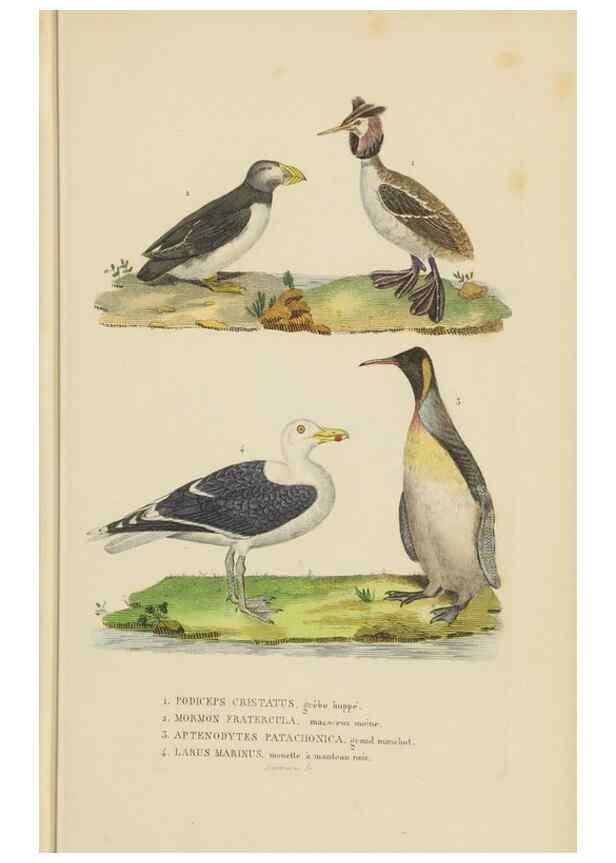 Reproducción/Reproduction 9368418337: Dictionnaire classique des sciences naturelles :. Brussels :Meline, Cans et Ce.,1853.