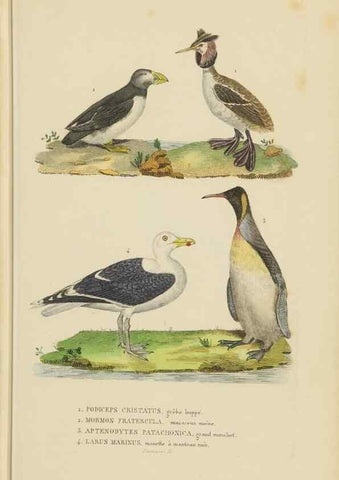 Reproducción/Reproduction 9368418337: Dictionnaire classique des sciences naturelles :. Brussels :Meline, Cans et Ce.,1853.