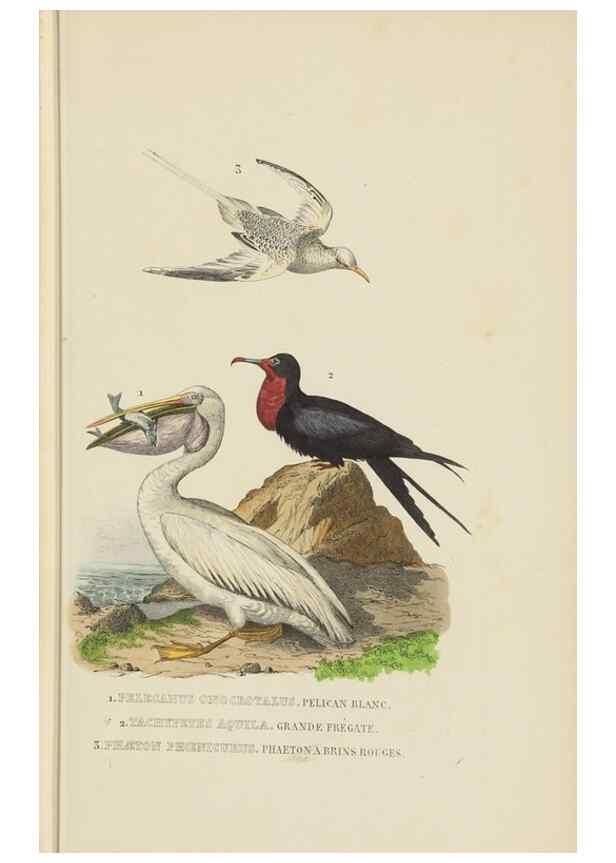 Reproducción/Reproduction 9371198260: Dictionnaire classique des sciences naturelles :. Brussels :Meline, Cans et Ce.,1853.