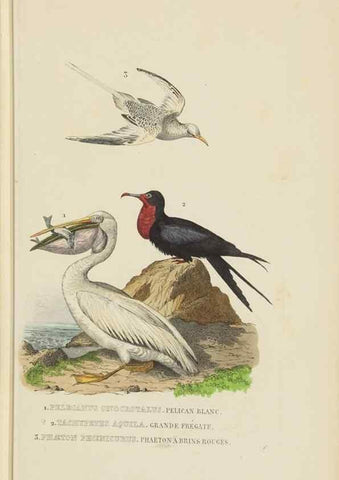Reproducción/Reproduction 9371198260: Dictionnaire classique des sciences naturelles :. Brussels :Meline, Cans et Ce.,1853.