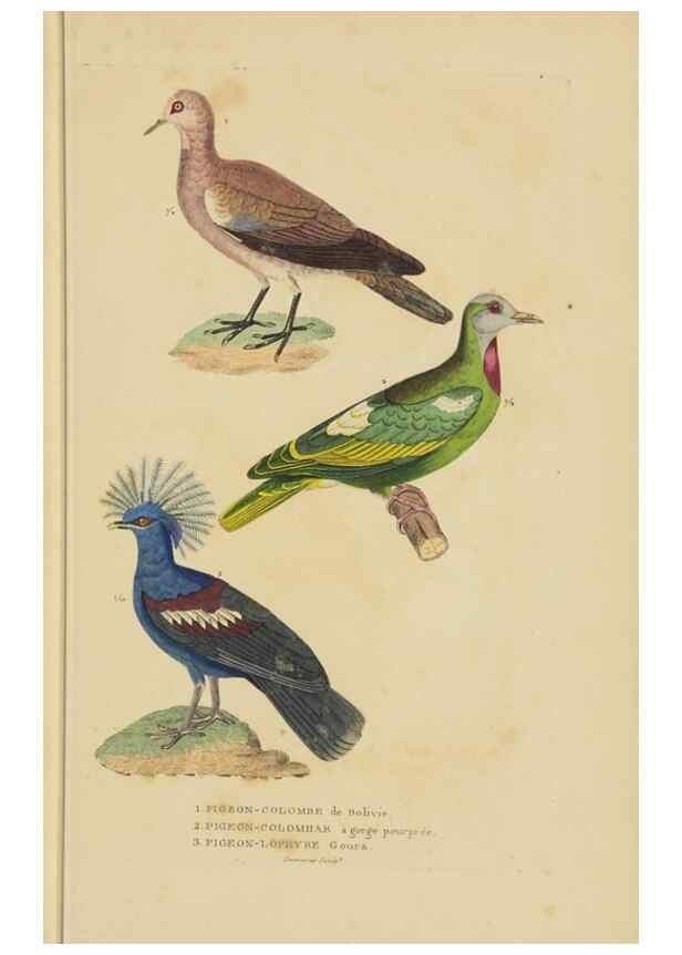 Reproducción/Reproduction 9371190840: Dictionnaire classique des sciences naturelles :. Brussels :Meline, Cans et Ce.,1853.